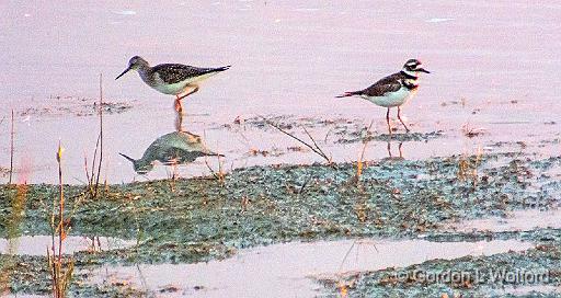 Yellowlegs & Killdeer_DSCF21154BF.jpg - Photographed near Lindsay, Ontario, Canada.